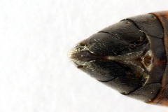 Tenthredopsis ornata