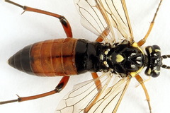 Tenthredopsis ornata