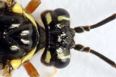 Tenthredopsis ornata
