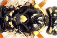Tenthredopsis ornata