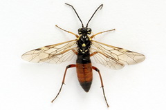 Tenthredopsis ornata