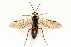 Tenthredopsis ornata