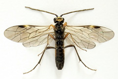 Tenthredopsis ornata