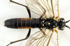 Tenthredopsis ornata