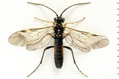 Tenthredopsis ornata