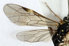 Tenthredopsis ornata