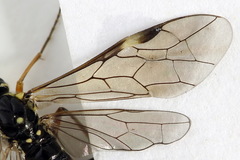 Tenthredopsis ornata
