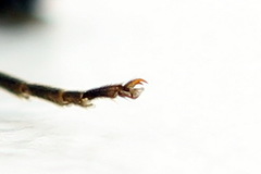 Tenthredopsis ornata