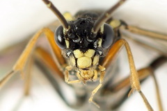 Tenthredopsis ornata