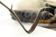 Tenthredopsis ornata