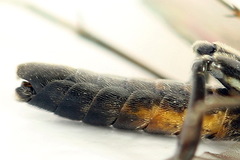 Tenthredopsis ornata