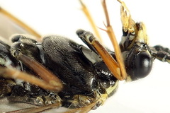 Tenthredopsis ornata