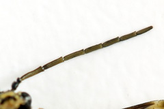 Tenthredopsis ornata