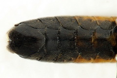 Tenthredopsis ornata