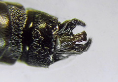 Tenthredopsis ornata