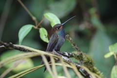 Urochroa bougueri