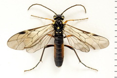 Tenthredopsis ornata