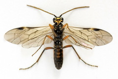Tenthredopsis ornata