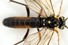 Tenthredopsis ornata