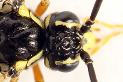Tenthredopsis ornata