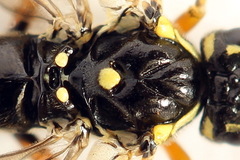 Tenthredopsis ornata