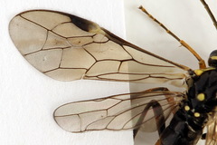 Tenthredopsis ornata