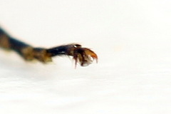 Tenthredopsis ornata