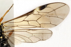 Tenthredopsis ornata