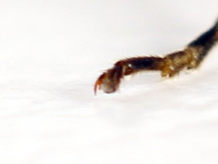 Tenthredopsis ornata