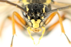 Tenthredopsis ornata