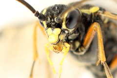 Tenthredopsis ornata