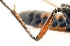 Tenthredopsis ornata