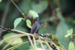 Urochroa bougueri