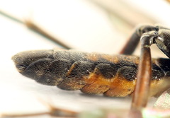 Tenthredopsis ornata