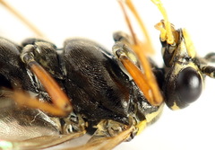 Tenthredopsis ornata