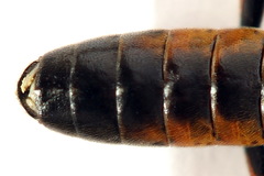 Tenthredopsis ornata