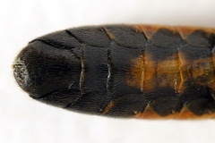 Tenthredopsis ornata