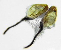 Tenthredopsis ornata