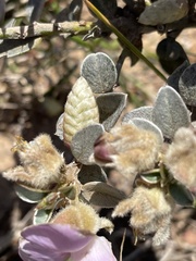 Podalyria hirsuta