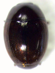 Parepierus purus