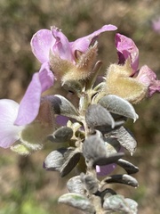 Podalyria hirsuta