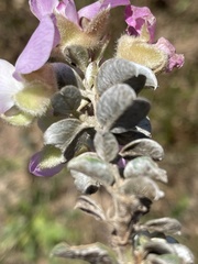 Podalyria hirsuta