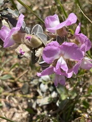 Podalyria hirsuta