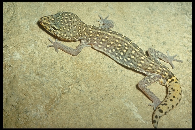 San Marcos Banded Gecko