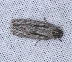 Agriophara leptosemela