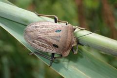 Chalcopis glandulosa