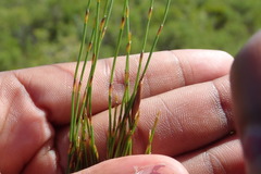 Elegia microcarpa