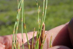 Elegia microcarpa