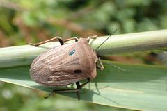 Chalcopis glandulosa