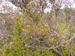 Melaleuca squamea